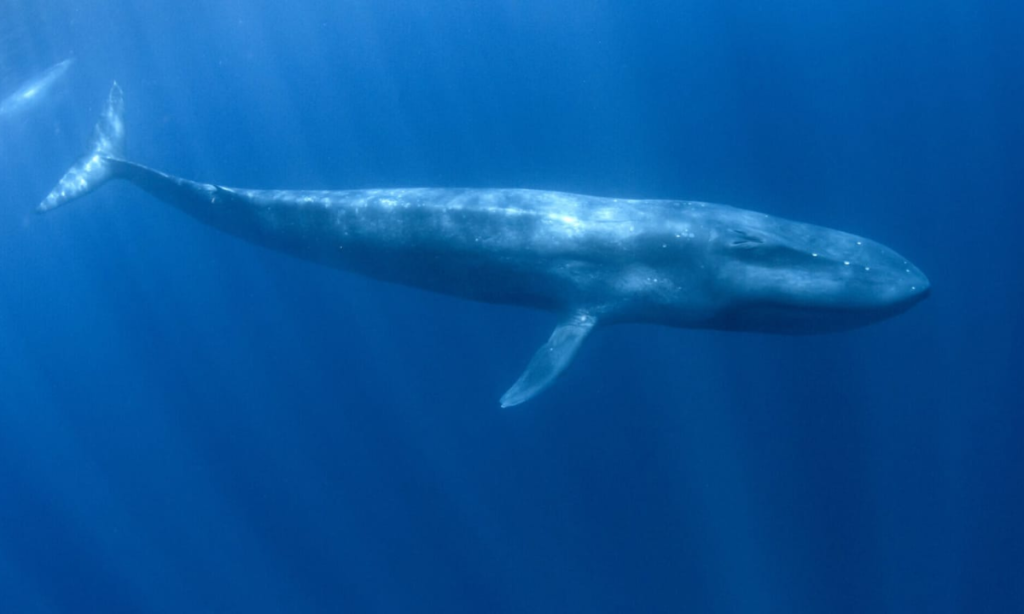 A Blue Whale