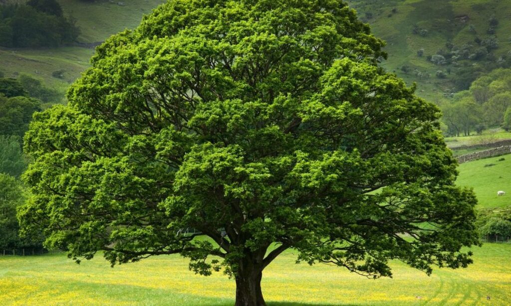 A Large Oak Tree