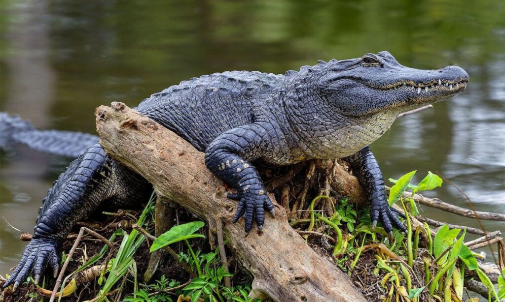 Alligators