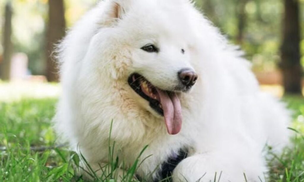 Medium-Sized Dog Breeds