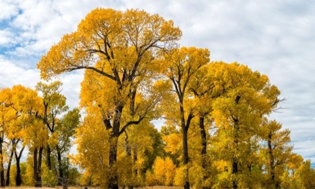 The Eastern Cottonwood Tree