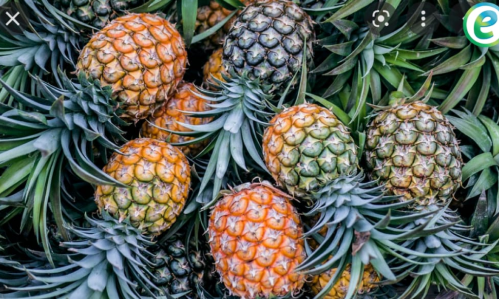 A Bag of 20 Pineapples