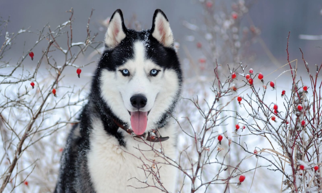 Female Siberian Husky