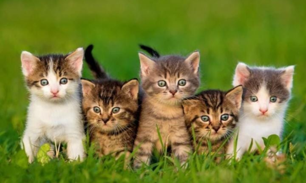 Five Large Domestic Cats