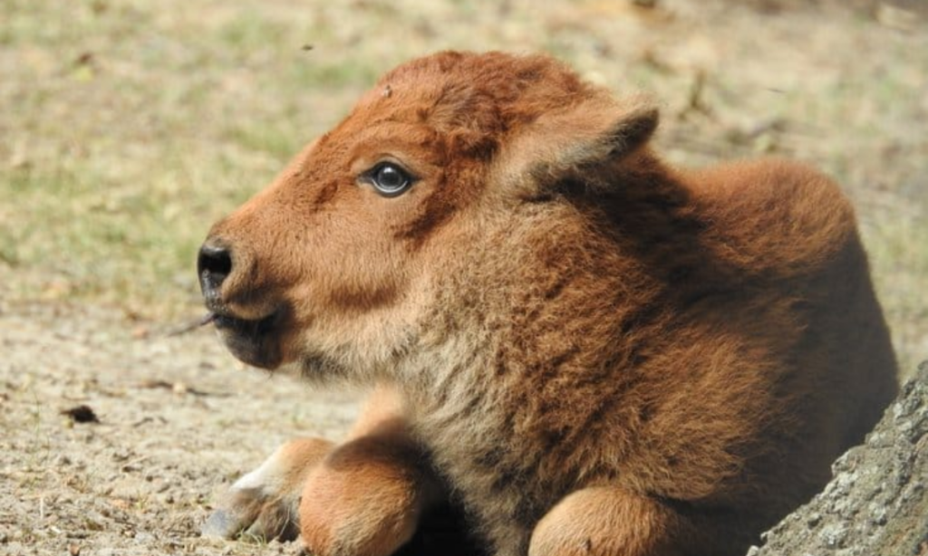Newborn American Bison